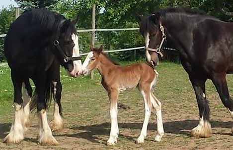 Shire Horse Stutfohlen aus einer Bedeckung mit Gefriersperma "Lady Saphira"